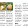 Copertă produs Arbuştii fructiferi - cultivare şi &icirc;ngrijire - gallery small 