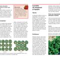 Copertă produs Arbuştii fructiferi - cultivare şi &icirc;ngrijire - gallery small 