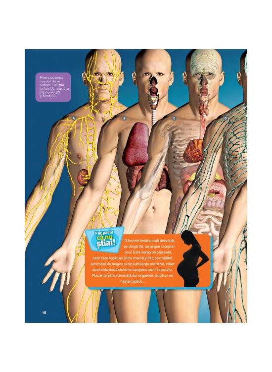 Copertă produs Enciclopedia corpului uman - gallery big 4