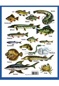 Copertă produs Luna-Betiluna și Dora-Minodora în țara lui Pește-Mămăligă-Prăpădește