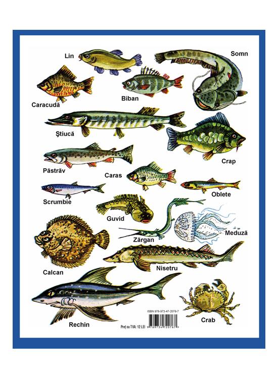 Copertă produs Luna-Betiluna și Dora-Minodora în țara lui Pește-Mămăligă-Prăpădește - gallery big 2