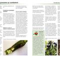 Copertă produs Dăunători și agenți patogeni &icirc;n grădină (Ediția a II-a revizuită) - gallery small 