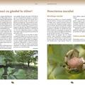 Copertă produs Nucul - Proprietăţi şi reţete cu nuci - gallery small 