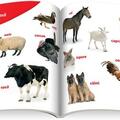 Copertă produs &Icirc;nvăț animalele (+ CD) - gallery small 