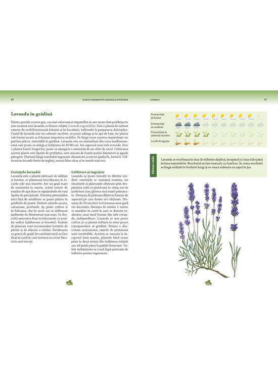 Copertă produs Plante aromate &icirc;n grădină şi bucătărie - gallery big 2