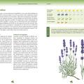 Copertă produs Plante aromate &icirc;n grădină şi bucătărie - gallery small 