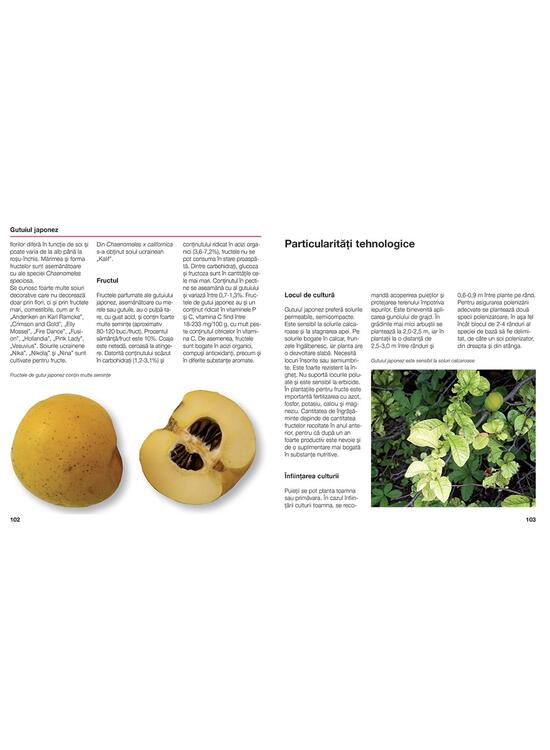 Copertă produs Specii de arbuști fructiferi &icirc;n grădini ți plantații comerciale - gallery big 2