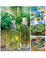 Copertă produs Plante medicinale şi aromatice din farmacia bunicii - thumb 2