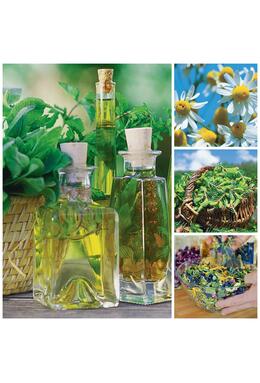 Copertă produs Plante medicinale şi aromatice din farmacia bunicii