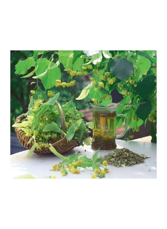 Copertă produs Plante medicinale şi aromatice din farmacia bunicii - gallery big 3