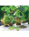 Copertă produs Plante medicinale şi aromatice din farmacia bunicii - thumb 3