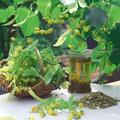Copertă produs Plante medicinale şi aromatice din farmacia bunicii - gallery small 