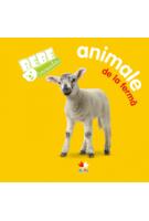 Imagine produs Bebe invaţă. Animale de la fermă