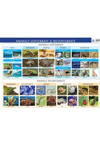 Copertă produs Animale vertebrate și nevertebrate - Planșă educativă