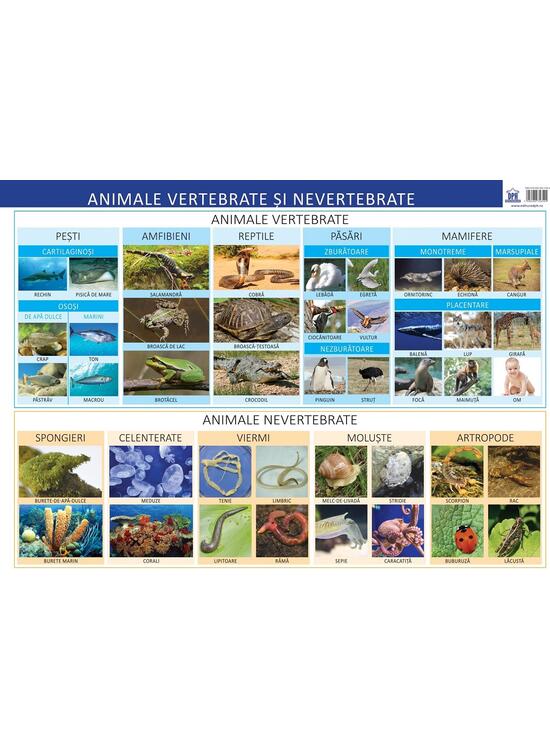 Copertă produs Animale vertebrate și nevertebrate - Planșă educativă - gallery big 1