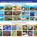 Copertă produs Animale vertebrate și nevertebrate - Planșă educativă - gallery small 