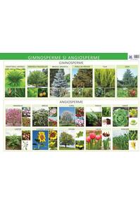 Copertă produs Gimnosperme și angiosperme - Planșă educativă