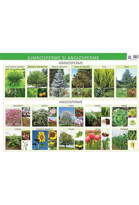 gimnosperme-i-angiosperme-plan-educativ-florica-alexandrescu