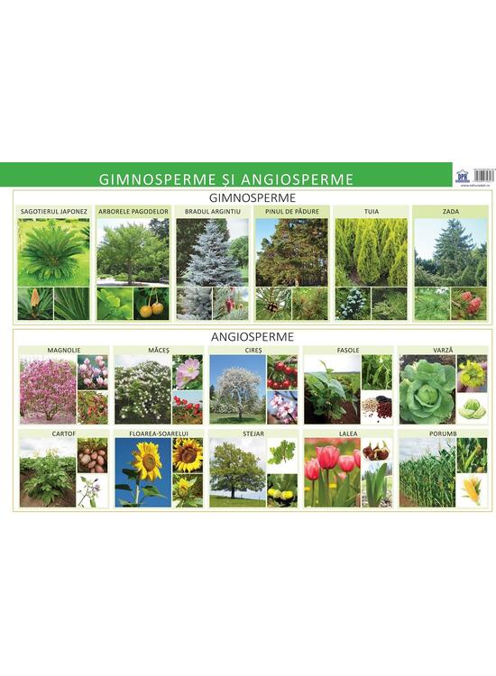 Copertă produs Gimnosperme și angiosperme - Planșă educativă - gallery big 1