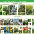 Copertă produs Gimnosperme și angiosperme - Planșă educativă - gallery small 