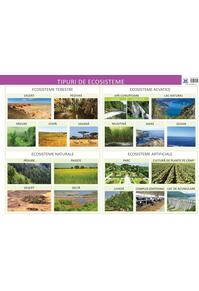 Copertă produs Tipuri de ecosisteme - Planșă educativă