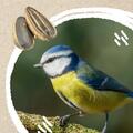 Copertă produs Micul biolog - Păsări - gallery small 