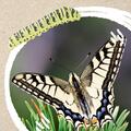 Copertă produs Micul biolog - Insecte - gallery small 