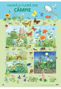 Copertă produs Planșă -  Fauna și flora din c&acirc;mpie