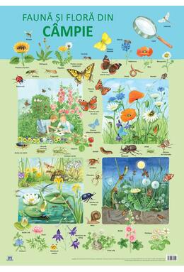 Copertă produs Planșă -  Fauna și flora din c&acirc;mpie
