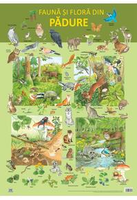 Copertă produs Planșă -  Fauna și flora din pădure