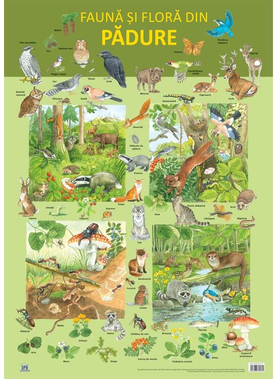 Copertă produs Planșă -  Fauna și flora din pădure - gallery big 1