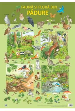 Copertă produs Planșă -  Fauna și flora din pădure
