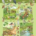 Copertă produs Planșă -  Fauna și flora din pădure - gallery small 