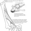 Copertă produs Anatomie pentru yoga - gallery small 