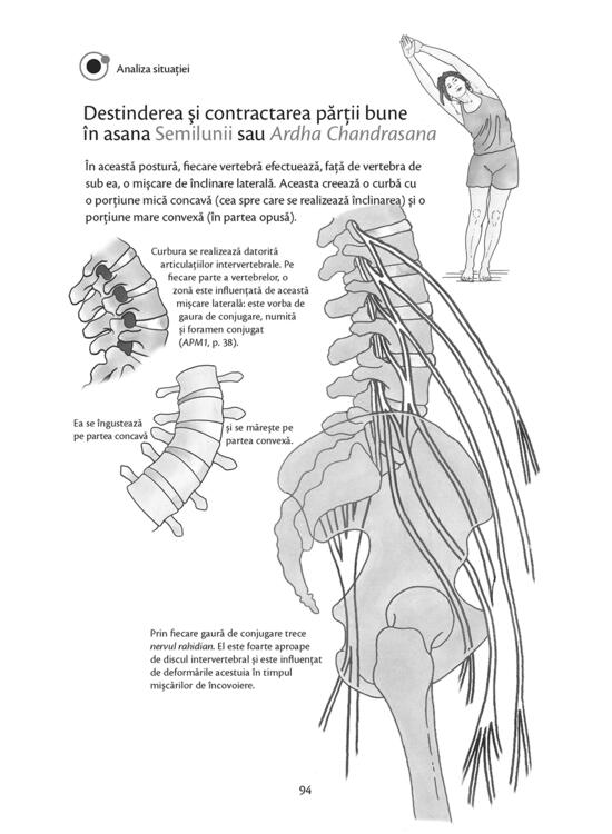 Copertă produs Anatomie pentru yoga - gallery big 11