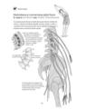 Copertă produs Anatomie pentru yoga - thumb 11