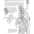 Copertă produs Anatomie pentru yoga - gallery small 