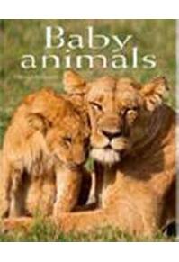 Copertă produs Baby Animals. Pocket Book