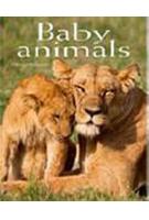 Baby Animals. Pocket Book