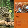 Copertă produs Ștrumfii și animalele din pădure - gallery small 