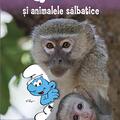 Copertă produs Ștrumfii și animalele sălbatice - gallery small 