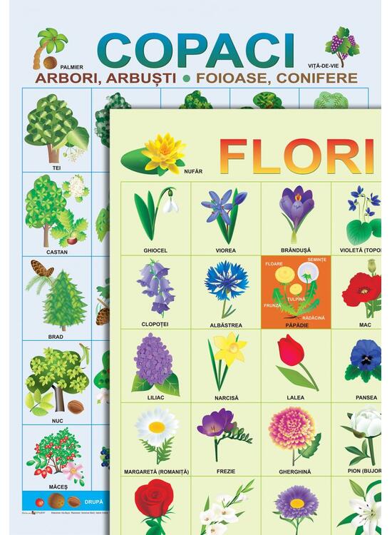 Copertă produs Planșe - Copaci și flori - gallery big 2