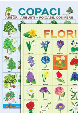Copertă produs Planșe - Copaci și flori