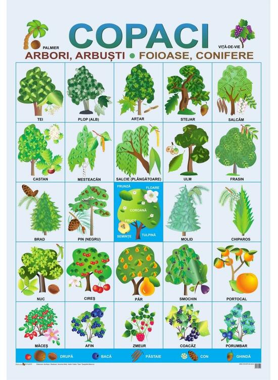 Copertă produs Planșe - Copaci și flori - gallery big 1