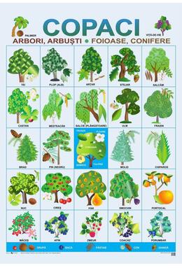 Copertă produs Planșe - Copaci și flori