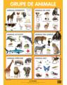 Copertă produs Animale. Planșe educaționale - thumb 1
