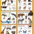 Copertă produs Animale. Planșe educaționale - gallery small 