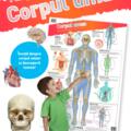 Copertă produs Corpul uman. Planșe educaționale - gallery small 