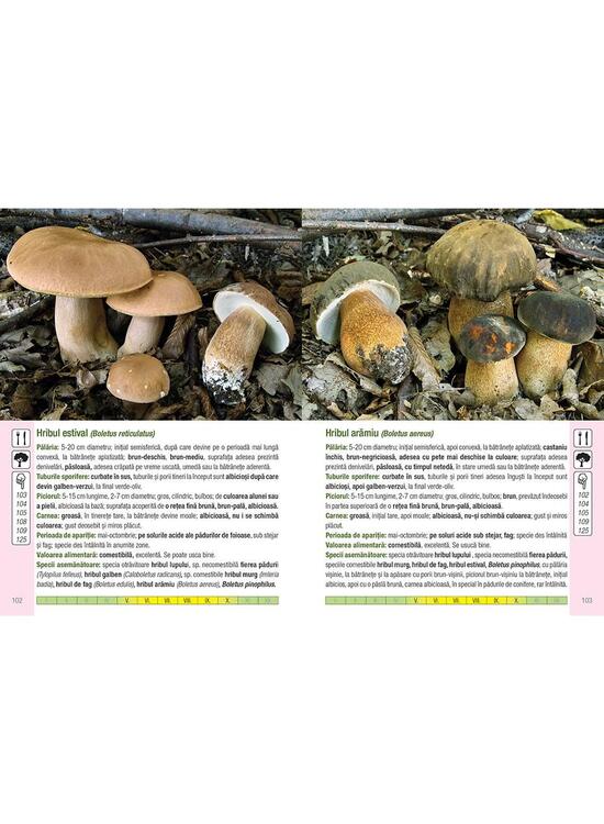 Copertă produs Ghidul culegătorului de ciuperci. 555 specii cu fotografii - gallery big 2