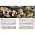 Copertă produs Ghidul culegătorului de ciuperci. 555 specii cu fotografii - gallery small 